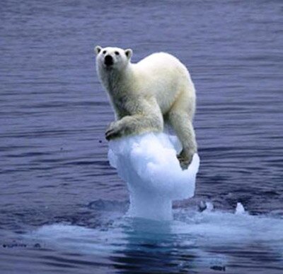 Polar bear Iceberg