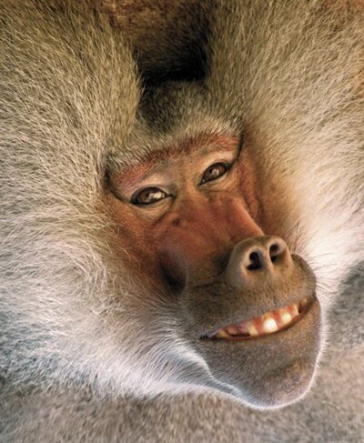 Baboon