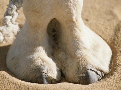 Camel Toe