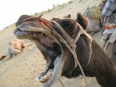 Camel Open Mouth