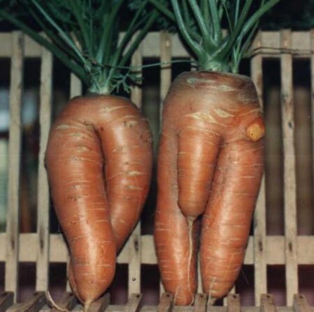 Dirty Carrots