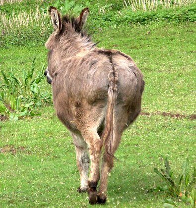 Donkey
