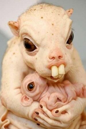 Hairless rat