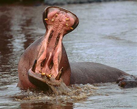 Hippo