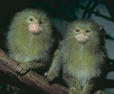 Marmoset monkey