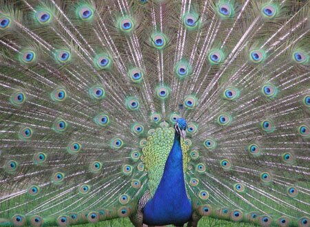 Peacock