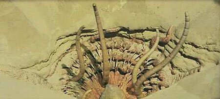 Sarlacc