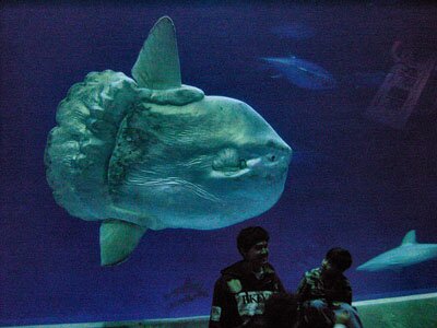 Sunfish