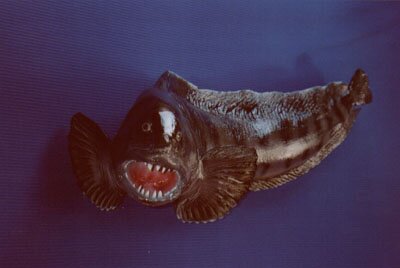Wolf Fish
